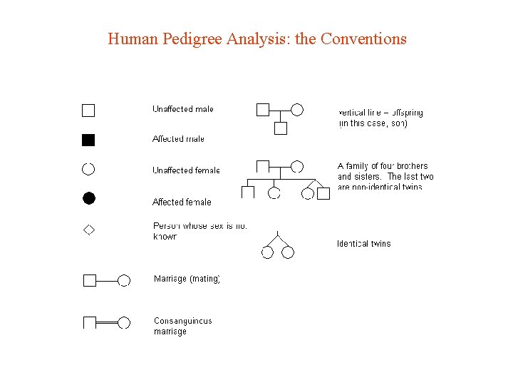 Human Pedigree Analysis: the Conventions 