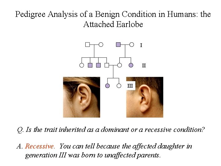 Pedigree Analysis of a Benign Condition in Humans: the Attached Earlobe I II III