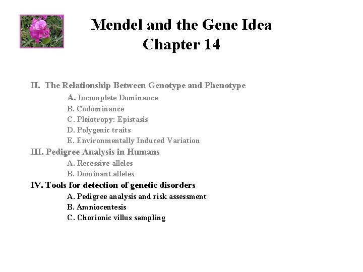 Mendel and the Gene Idea Chapter 14 II. The Relationship Between Genotype and Phenotype
