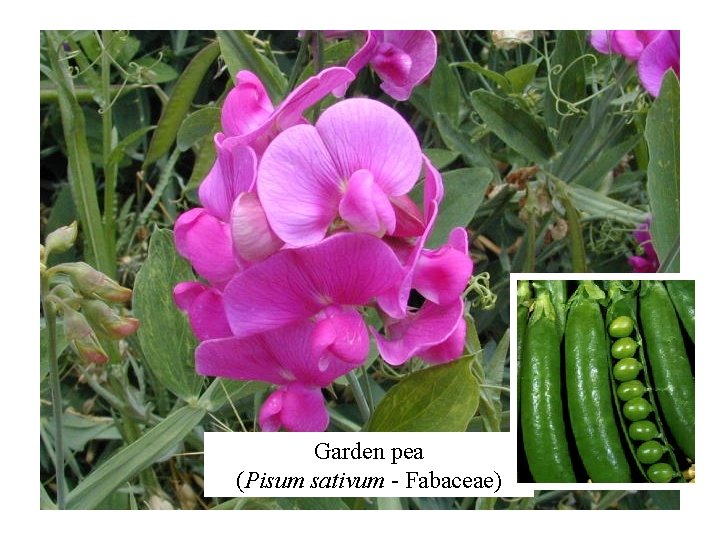 Garden pea (Pisum sativum - Fabaceae) 