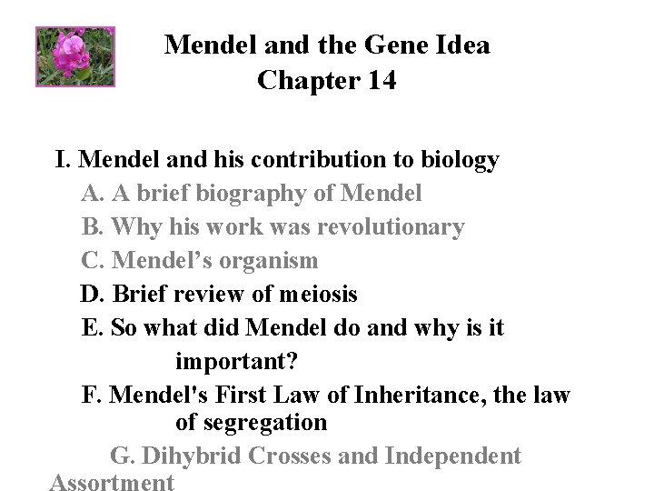 Mendel and the Gene Idea Chapter 14 I. Mendel and his contribution to biology