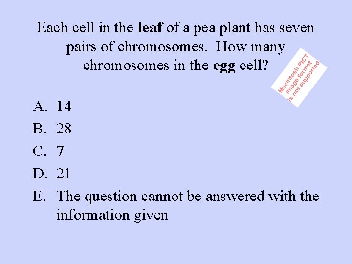 Each cell in the leaf of a pea plant has seven pairs of chromosomes.