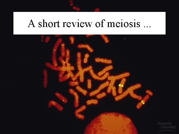 A short review of meiosis. . . 