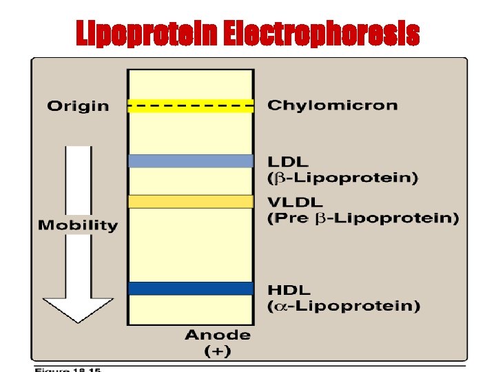 Lipoprotein Electrophoresis 