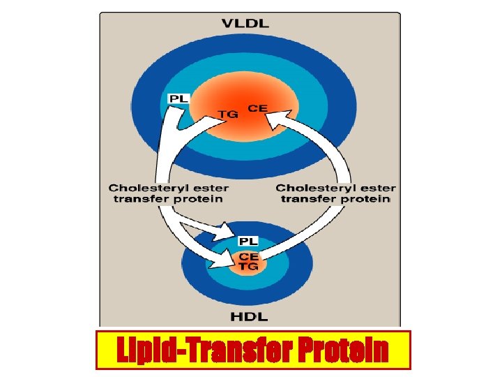 Lipid-Transfer Protein 
