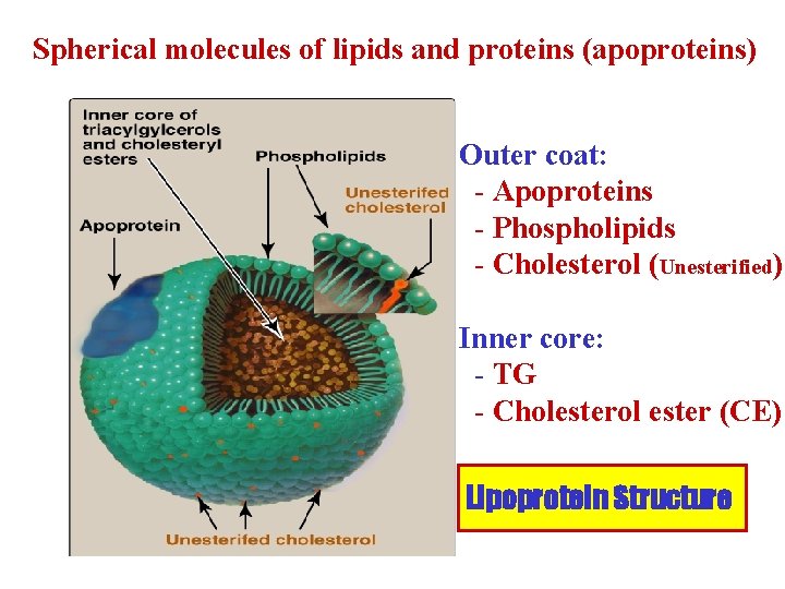 Spherical molecules of lipids and proteins (apoproteins) Outer coat: - Apoproteins - Phospholipids -
