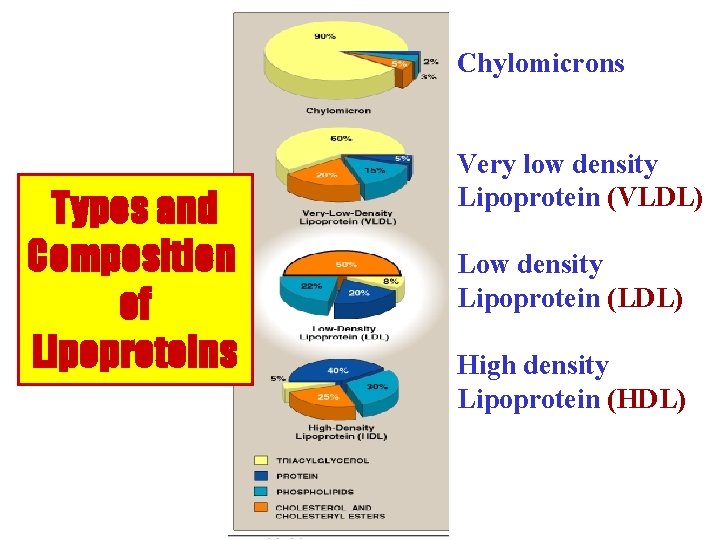 Chylomicrons Types and Composition of Lipoproteins Very low density Lipoprotein (VLDL) Low density Lipoprotein