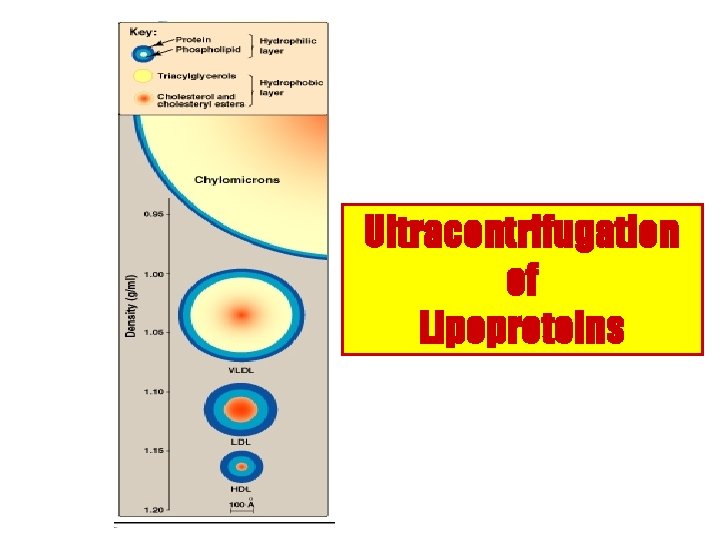 Ultracentrifugation of Lipoproteins 