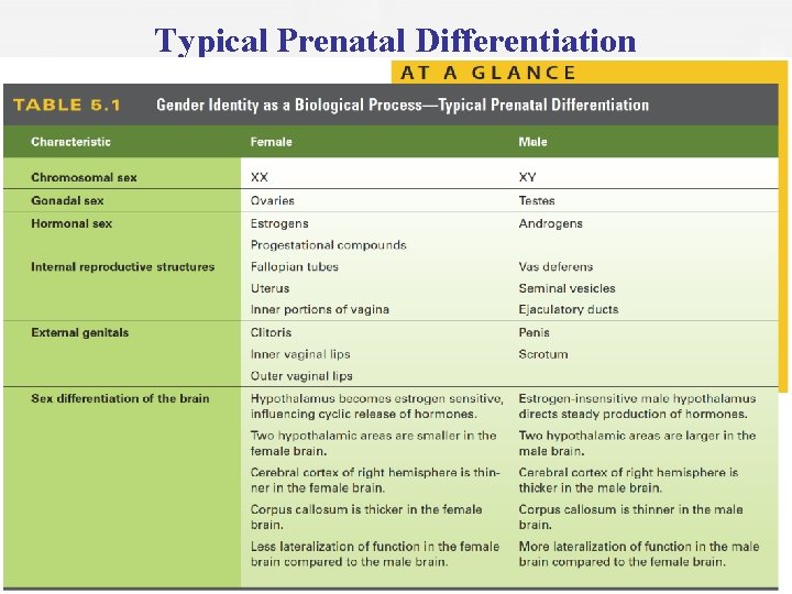 Typical Prenatal Differentiation 