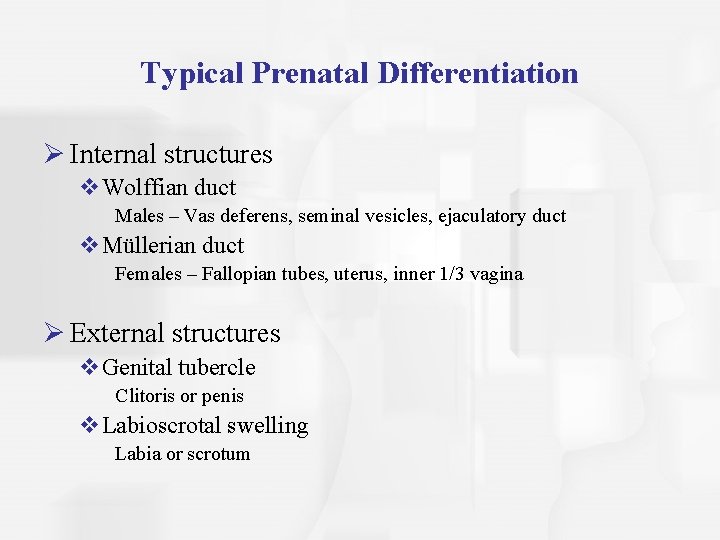 Typical Prenatal Differentiation Ø Internal structures v. Wolffian duct Males – Vas deferens, seminal