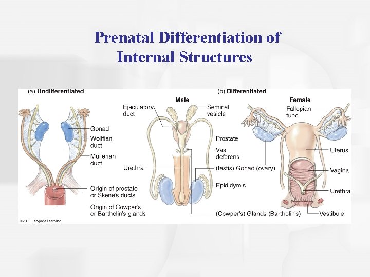 Prenatal Differentiation of Internal Structures 