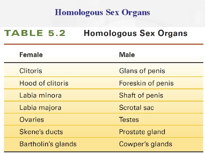 Homologous Sex Organs 