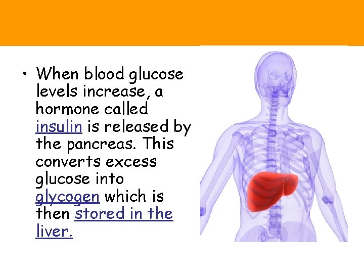  • When blood glucose levels increase, a hormone called insulin is released by