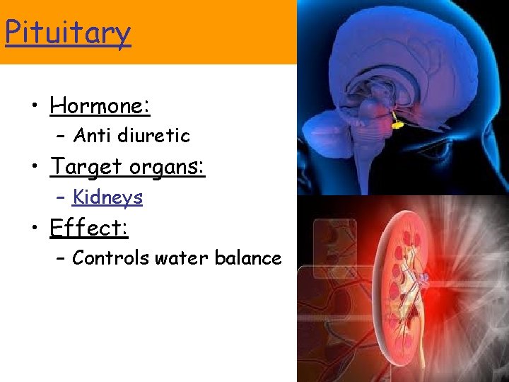 Pituitary • Hormone: – Anti diuretic • Target organs: – Kidneys • Effect: –