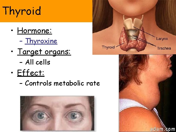 Thyroid • Hormone: – Thyroxine • Target organs: – All cells • Effect: –