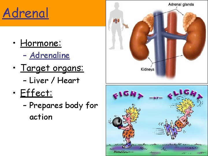 Adrenal • Hormone: – Adrenaline • Target organs: – Liver / Heart • Effect: