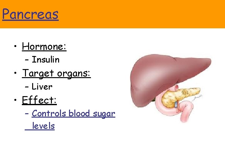 Pancreas • Hormone: – Insulin • Target organs: – Liver • Effect: – Controls