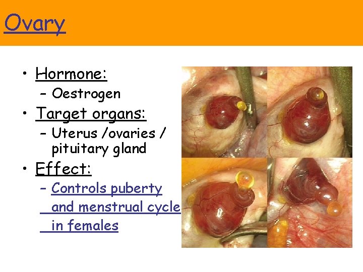 Ovary • Hormone: – Oestrogen • Target organs: – Uterus /ovaries / pituitary gland