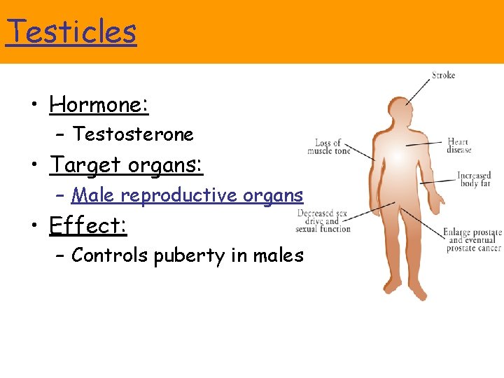 Testicles • Hormone: – Testosterone • Target organs: – Male reproductive organs • Effect: