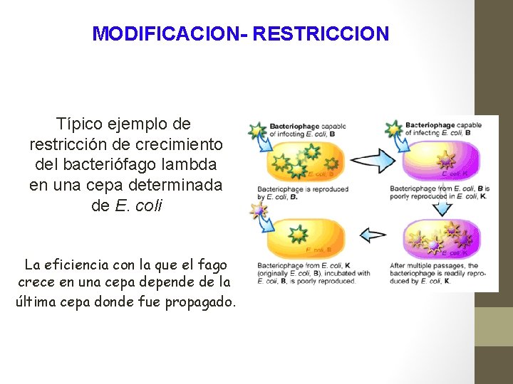 MODIFICACION- RESTRICCION Típico ejemplo de restricción de crecimiento del bacteriófago lambda en una cepa
