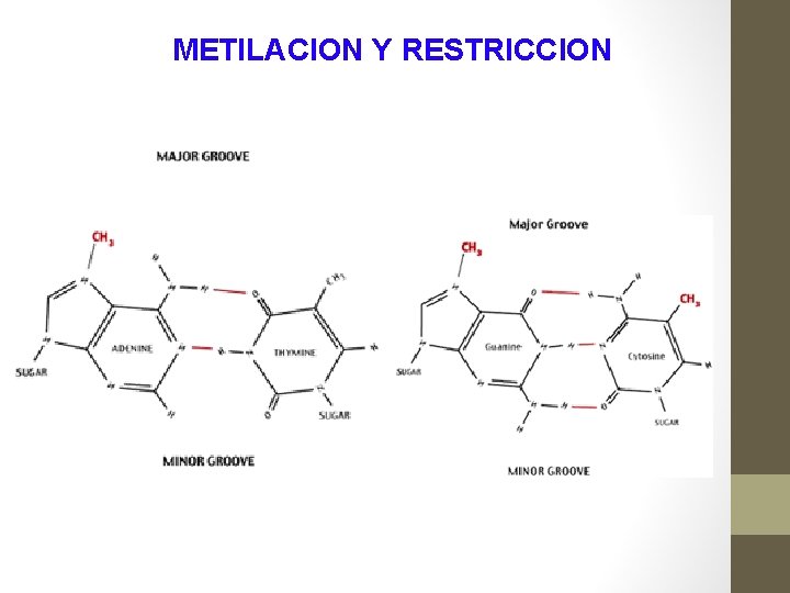 METILACION Y RESTRICCION 