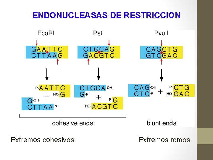 ENDONUCLEASAS DE RESTRICCION Extremos cohesivos Extremos romos 