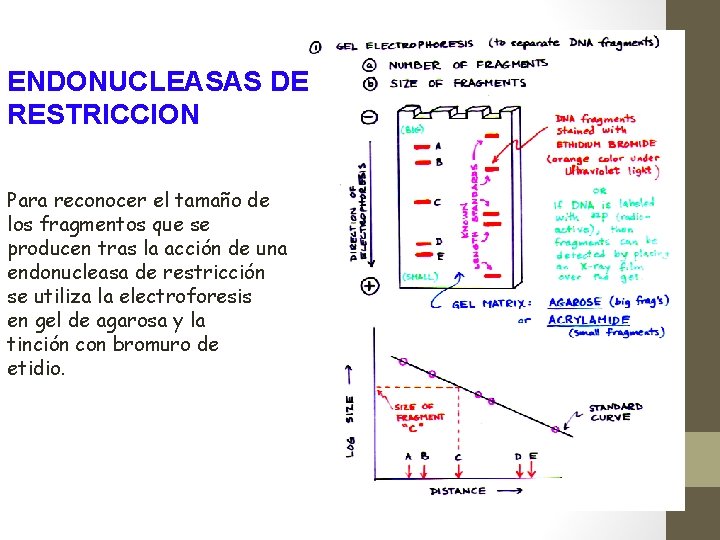 ENDONUCLEASAS DE RESTRICCION Para reconocer el tamaño de los fragmentos que se producen tras