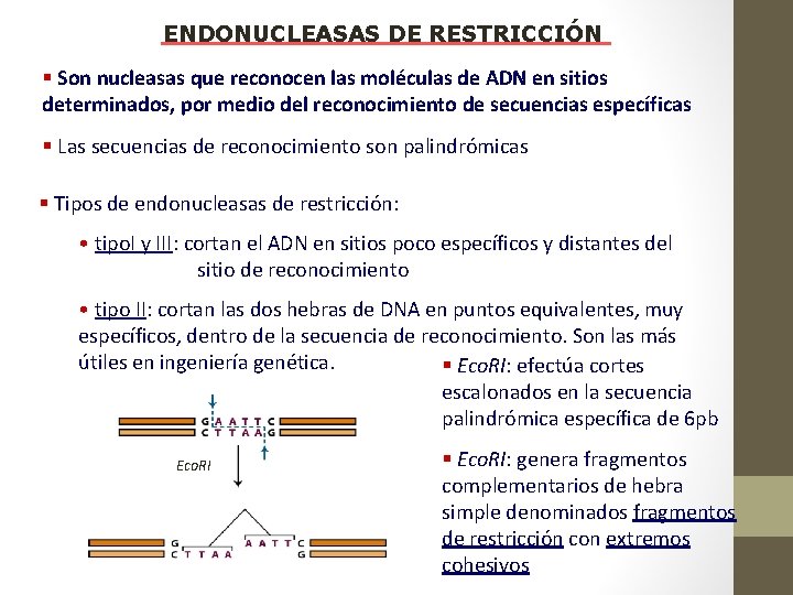 ENDONUCLEASAS DE RESTRICCIÓN § Son nucleasas que reconocen las moléculas de ADN en sitios