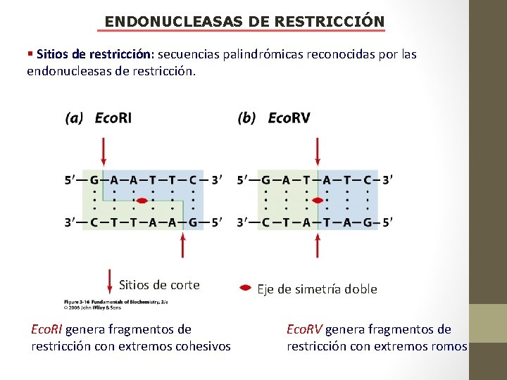 ENDONUCLEASAS DE RESTRICCIÓN § Sitios de restricción: secuencias palindrómicas reconocidas por las endonucleasas de