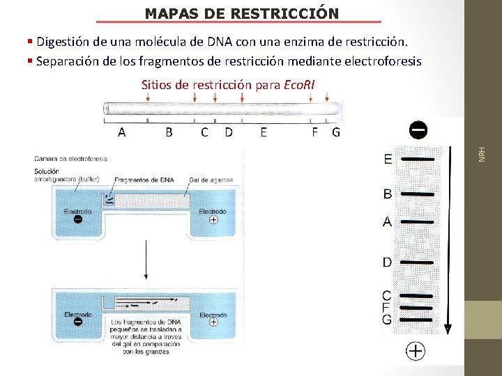 MAPAS DE RESTRICCIÓN § Digestión de una molécula de DNA con una enzima de