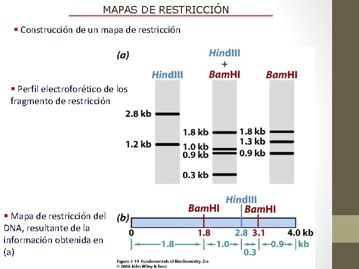 MAPAS DE RESTRICCIÓN § Construcción de un mapa de restricción § Perfil electroforético de