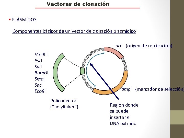 Vectores de clonación § PLÁSMIDOS Componentes básicos de un vector de clonación plasmídico ori