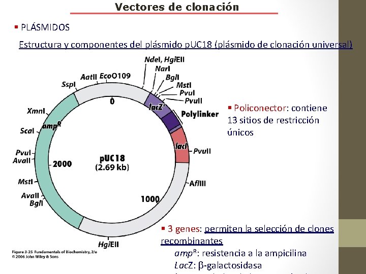 Vectores de clonación § PLÁSMIDOS Estructura y componentes del plásmido p. UC 18 (plásmido