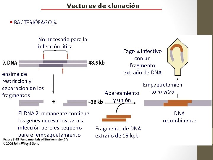 Vectores de clonación § BACTERIÓFAGO No necesaria para la infección lítica enzima de restricción