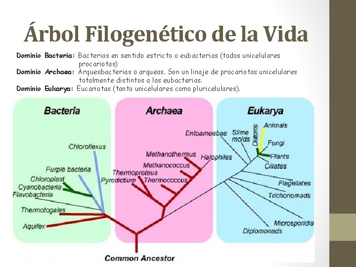 Árbol Filogenético de la Vida Dominio Bacteria: Bacterias en sentido estricto o eubacterias (todos