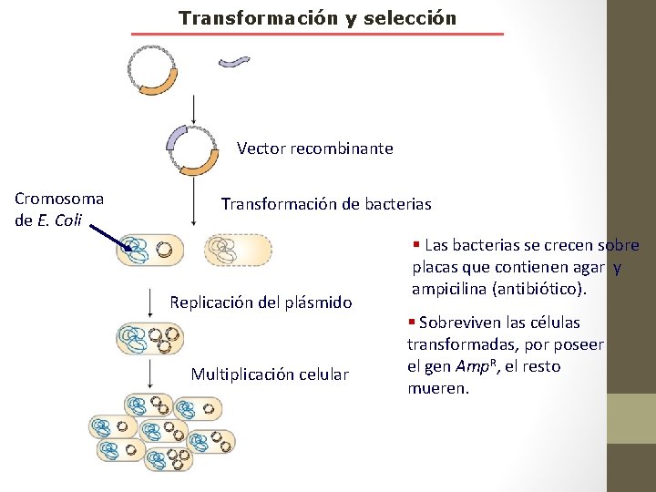 Transformación y selección Vector recombinante Cromosoma de E. Coli Transformación de bacterias Replicación del