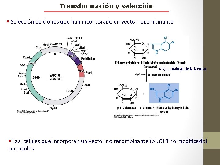 Transformación y selección § Selección de clones que han incorporado un vector recombinante X-gal: