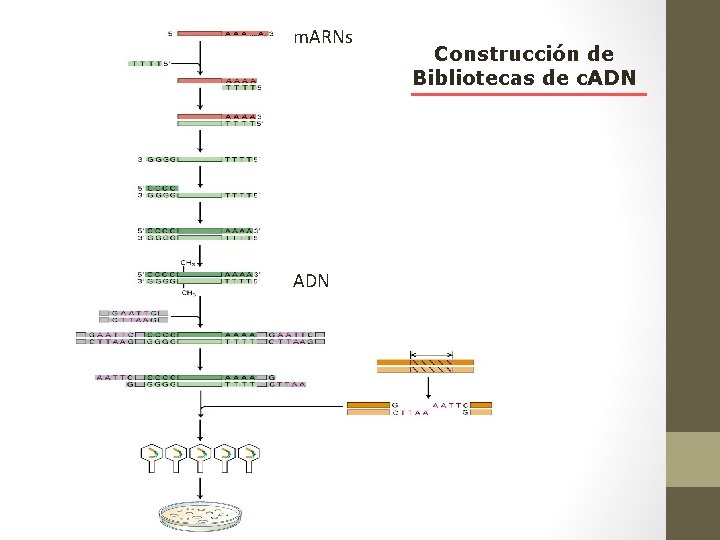 m. ARNs ADN Construcción de Bibliotecas de c. ADN 