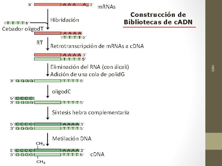 m. RNAs Construcción de Bibliotecas de c. ADN Hibridación Cebador oligod. T Retrotranscripción de