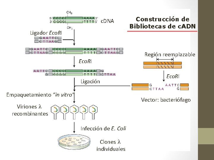 c. DNA Ligador Eco. RI Construcción de Bibliotecas de c. ADN Región reemplazable Eco.