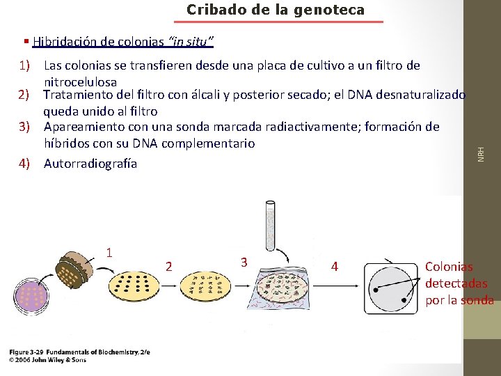 Cribado de la genoteca 1) Las colonias se transfieren desde una placa de cultivo