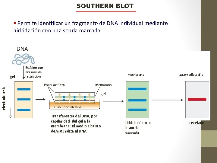 SOUTHERN BLOT § Permite identificar un fragmento de DNA individual mediante hidridación con una