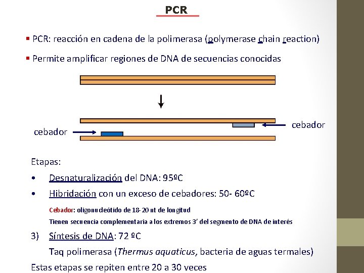 PCR § PCR: reacción en cadena de la polimerasa (polymerase chain reaction) § Permite