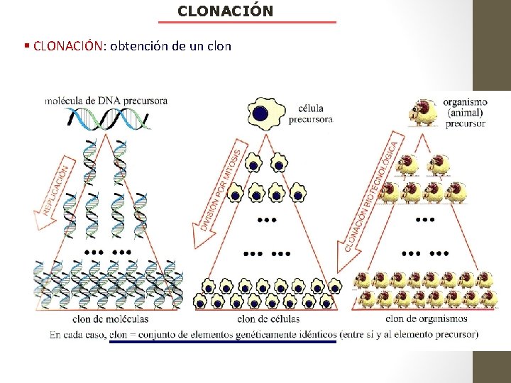 CLONACIÓN § CLONACIÓN: obtención de un clon 