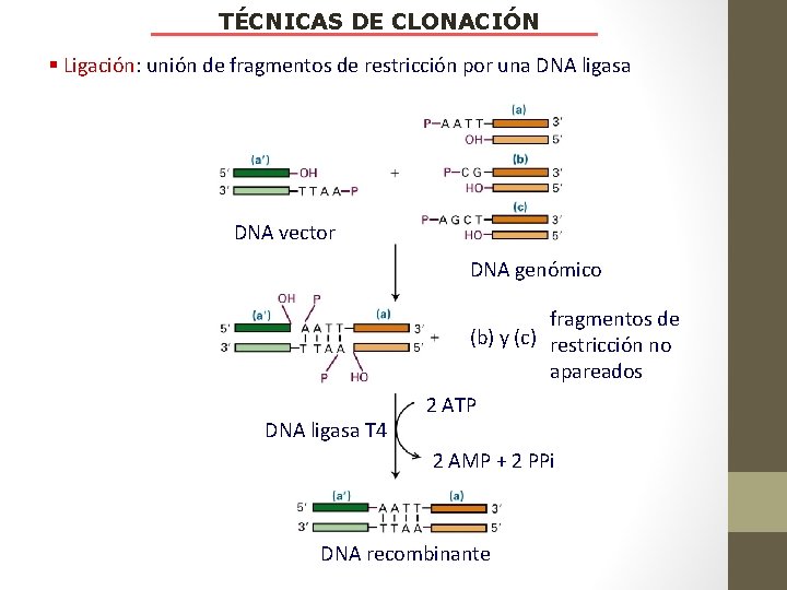 TÉCNICAS DE CLONACIÓN § Ligación: unión de fragmentos de restricción por una DNA ligasa