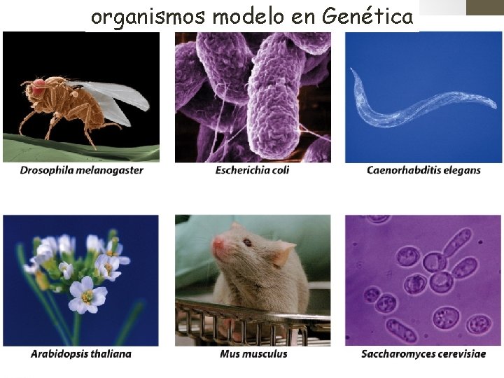 organismos modelo en Genética 