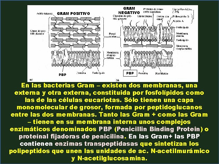 GRAM POSITIVO PBP GRAM NEGATIVO PBP En las bacterias Gram - existen dos membranas,