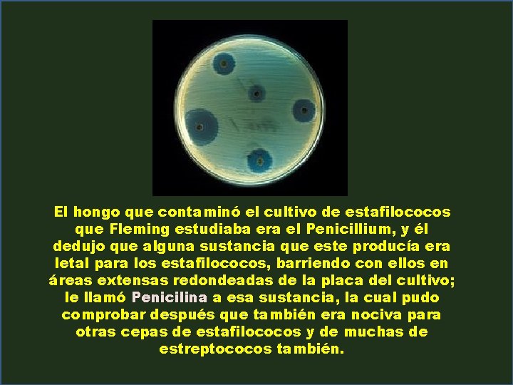 El hongo que contaminó el cultivo de estafilococos que Fleming estudiaba era el Penicillium,