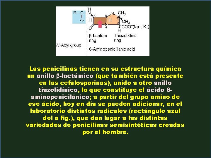 Las penicilinas tienen en su estructura química un anillo b-lactámico (que también está presente