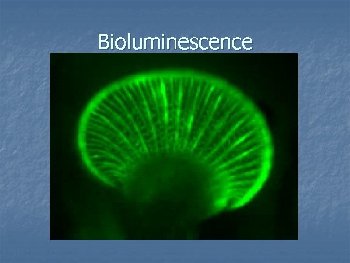 Bioluminescence 